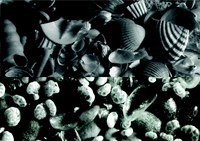 fossili al microscopio